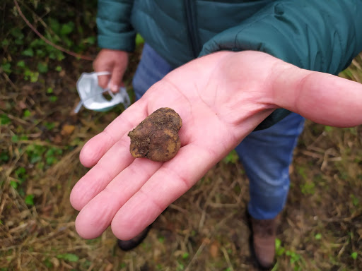 Tartufi, tra siccità e chiusure “una stagione da dimenticare”