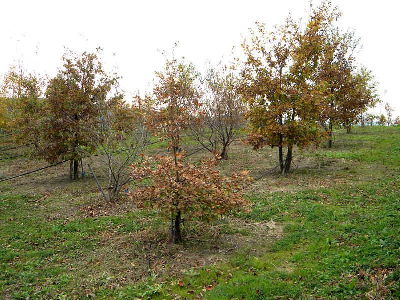 I Francesi dicono di essere riusciti a coltivare il tartufo bianco